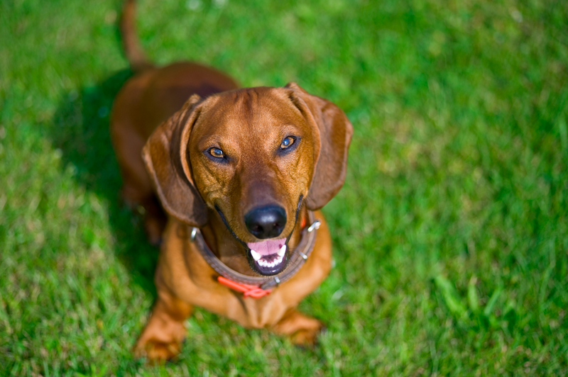 Veterinary Services - Preventative and Therapeutic Nutrition - Markham, Ontario, Canada Veterinary Services - Preventative and Therapeutic Nutrition - Markham, Ontario, Canada