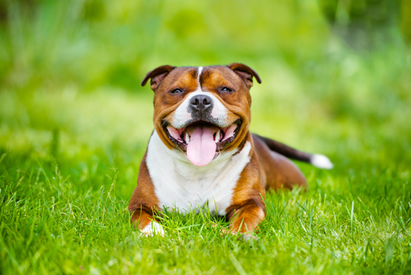 Happy Dog in Grass