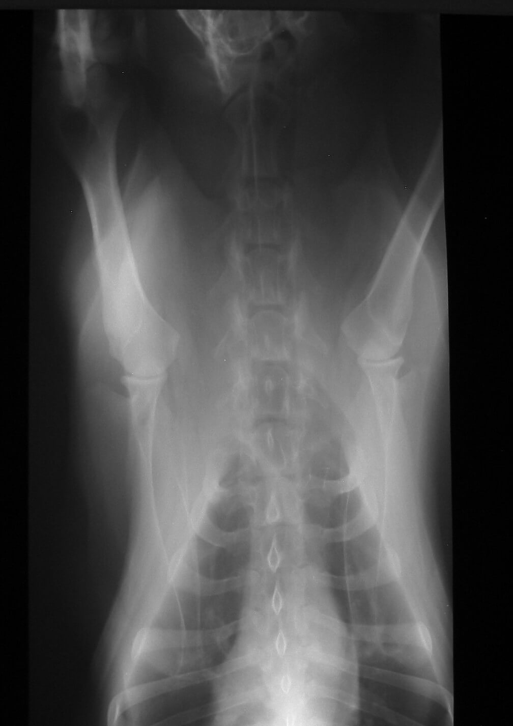 Veterinary Services - X-ray Imaging - Markham, Ontario, Canada Veterinary Services - X-ray Imaging - Markham, Ontario, Canada