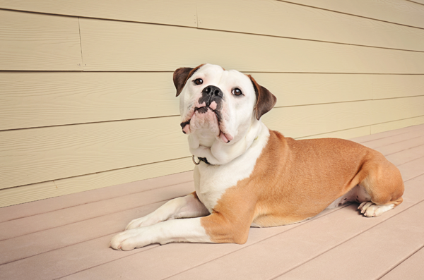 Veterinary Services - Massage Therapy - Markham, Ontario, Canada Veterinary Services - Massage Therapy - Markham, Ontario, Canada