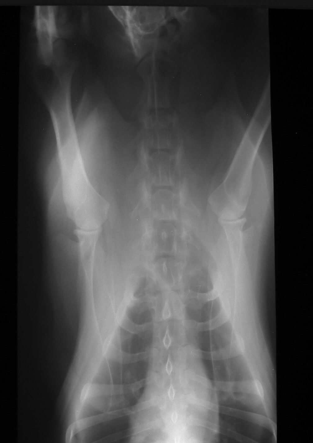 Veterinary Services - X-ray Imaging - Markham, Ontario, Canada