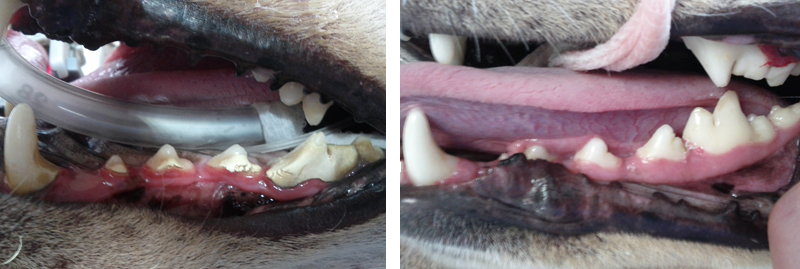 Before and after image of veterinary dentistry patient - Markham, Ontario, Canada