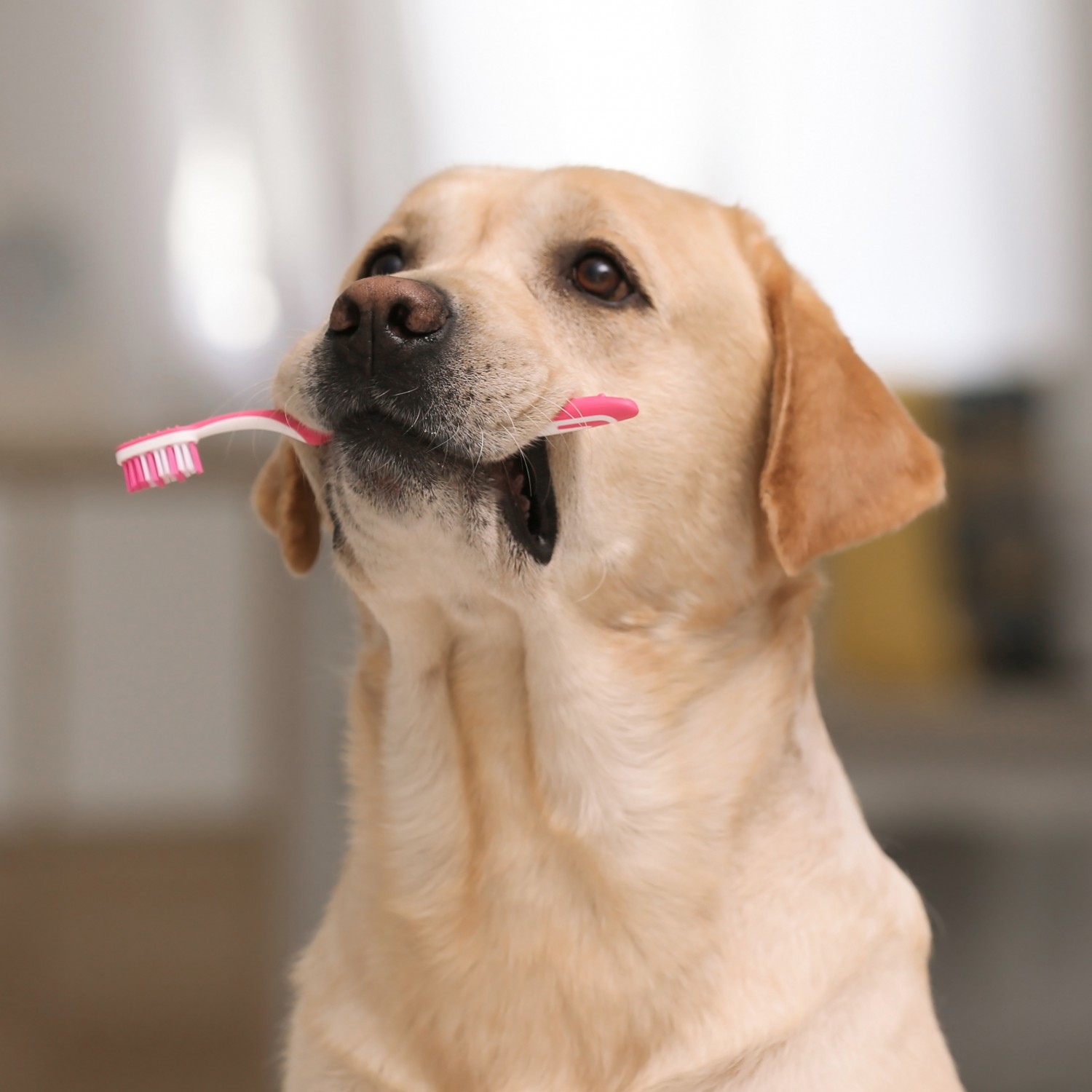 Pet Nutrition - Unionville South Pet Hospital - Markham, Ontario