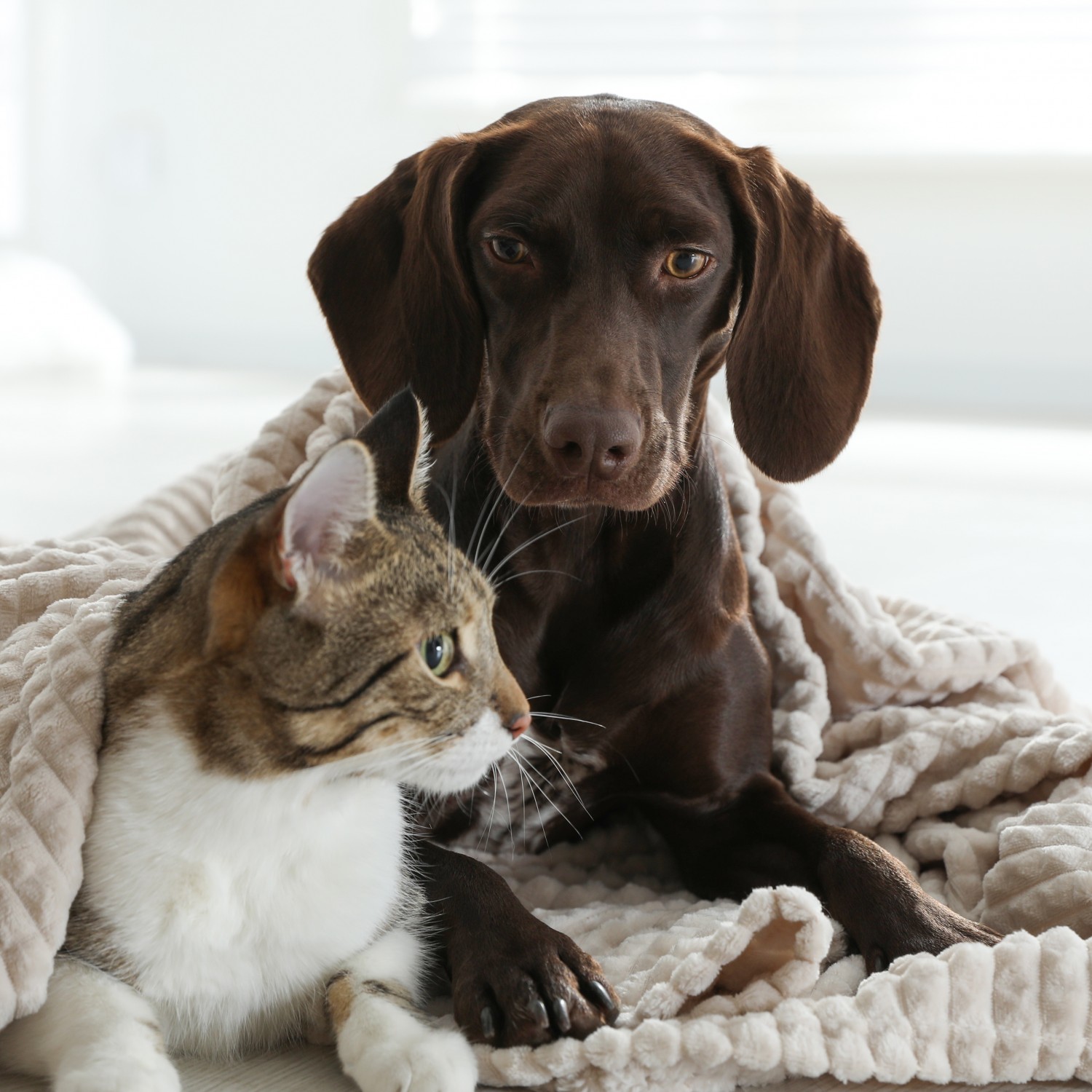 Welcome to Unionville South Pet Hospital - Markham, Ontario Welcome to Unionville South Pet Hospital - Markham, Ontario