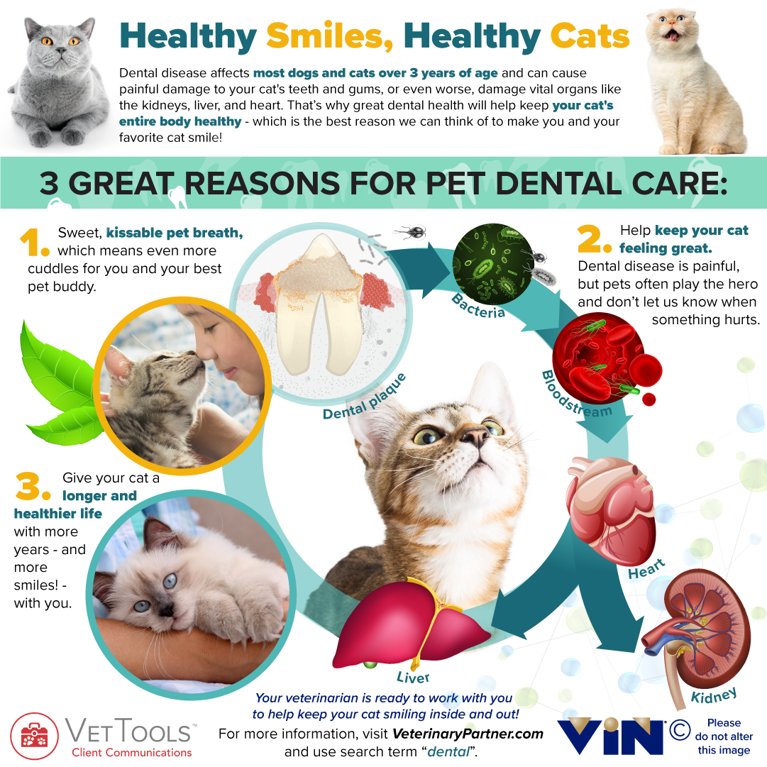 Healthy Smiles, Healthy Pets infographic