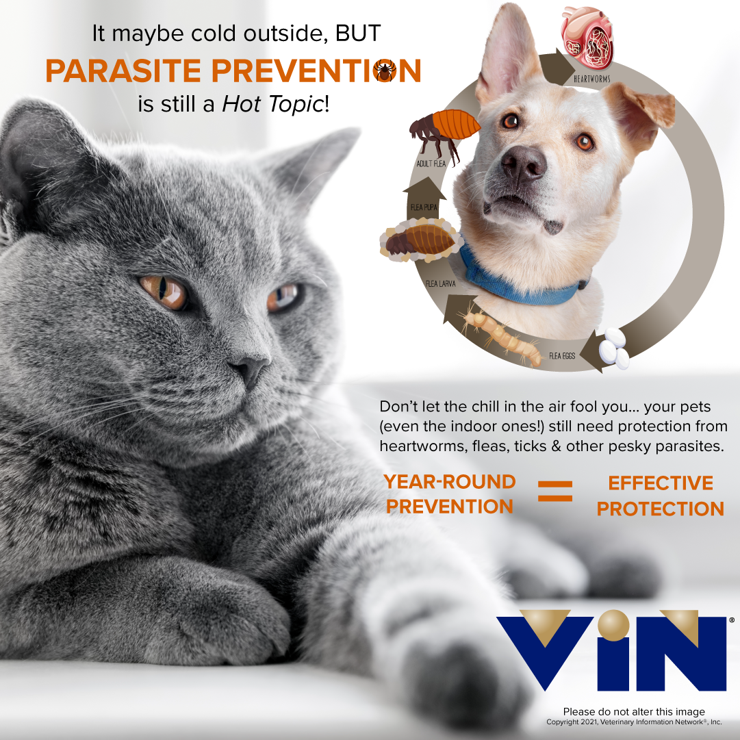 parasite prevention infographic